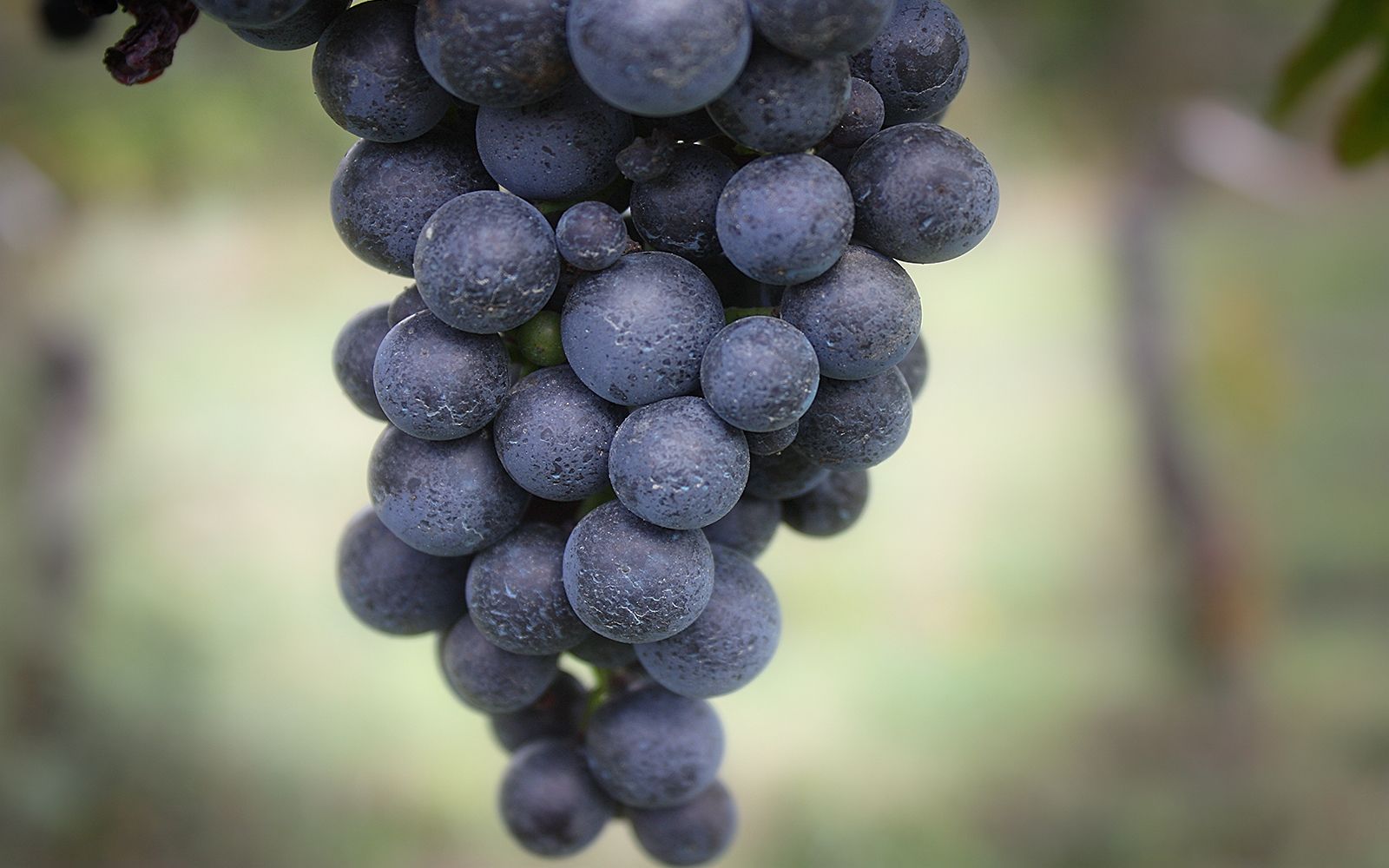 Vini biologici Pisani