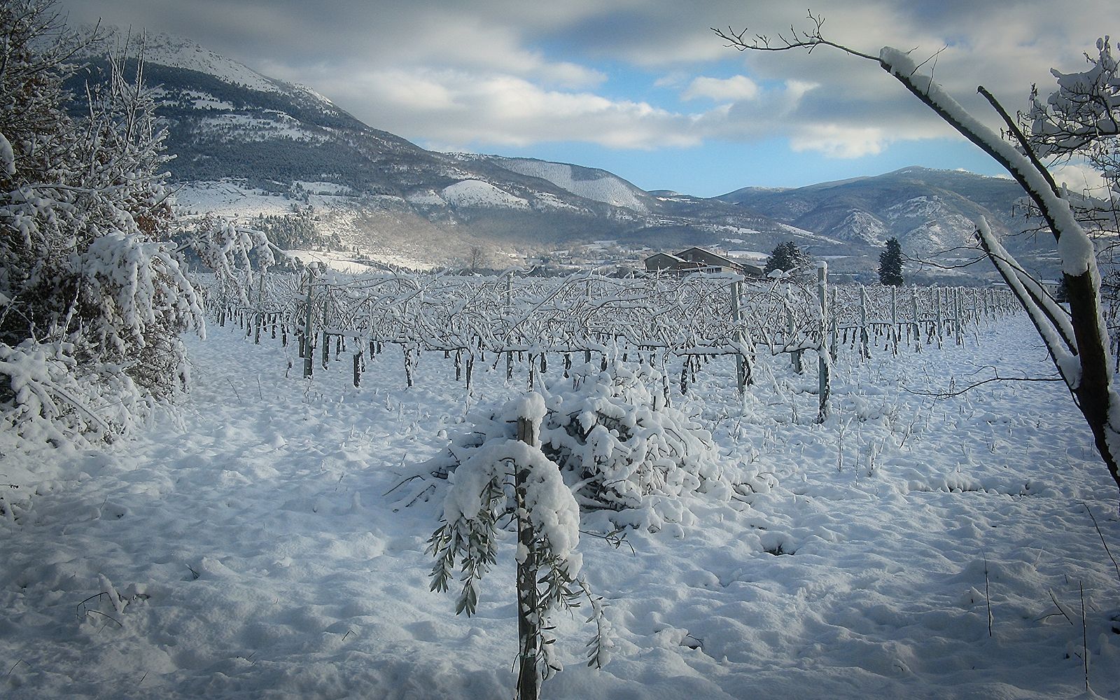 Vigneto innevato