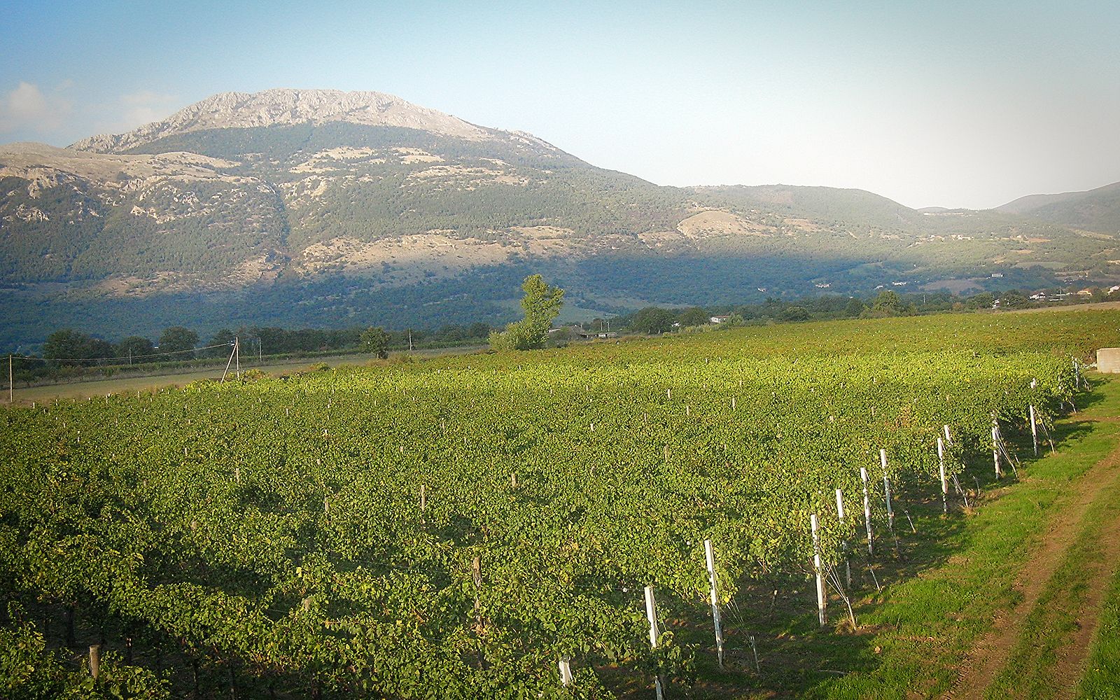 I nostri Vigneti