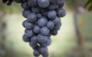 Vini biologici Pisani