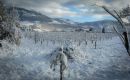 Vigneto innevato