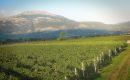I nostri Vigneti